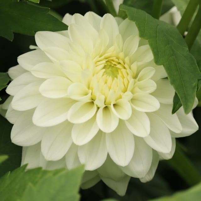 Polestar Dahlia Knöl