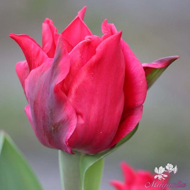 Pretty Woman Bulbs