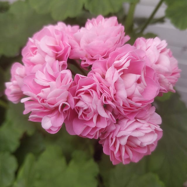 Prinsesse Filippa