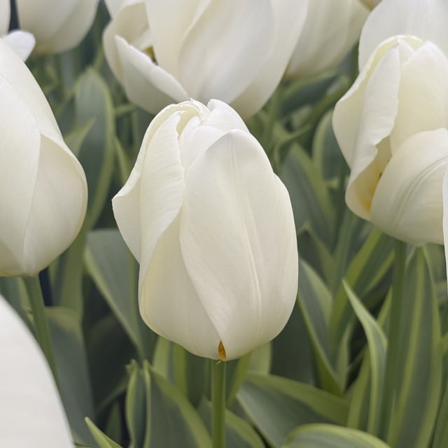 Purissima Blonde Bulbs