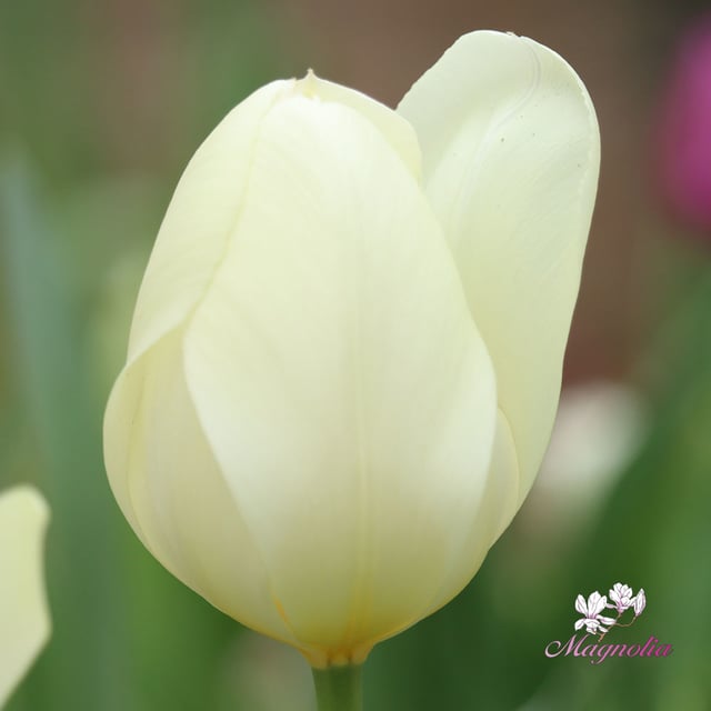 Purissima Bulbs