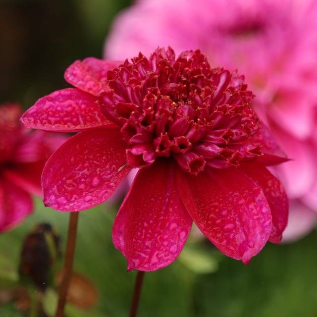 Purpinca Dahlia Tuber