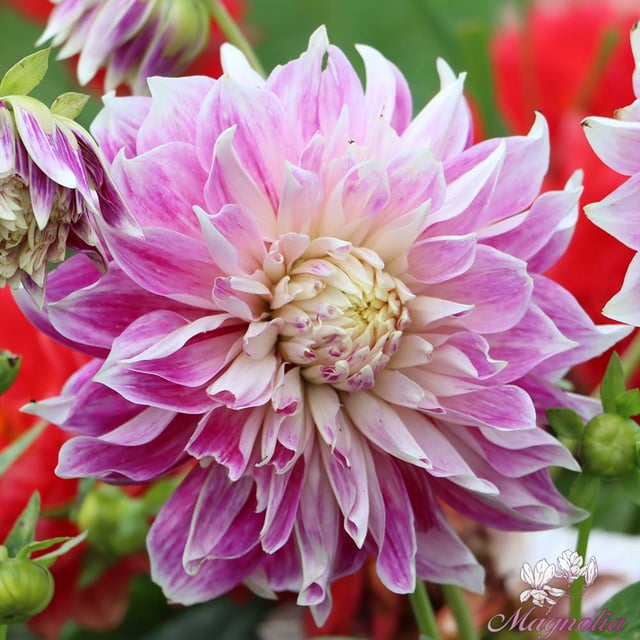 Purple Explosion