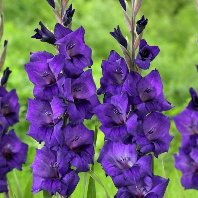 Purple Flora
