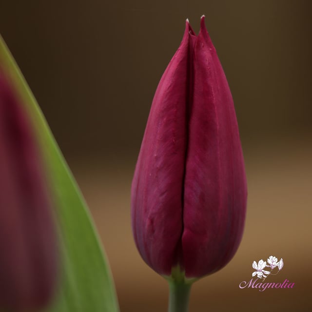 Purple Heart Bulbs