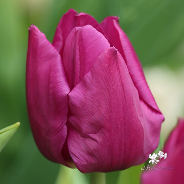 Purple Prince Bulbs