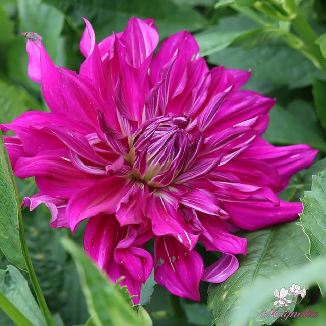 Purple Taiheiyo