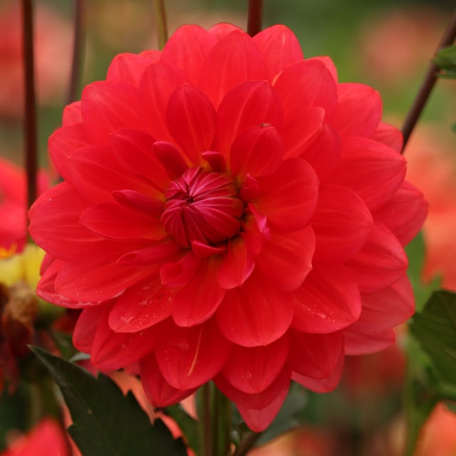R Mona Dahlia Knöl