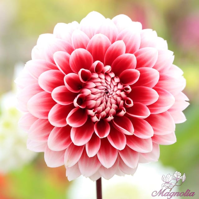 Red and White Fubuki