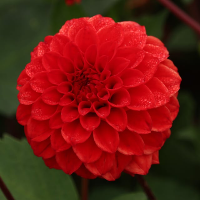Red Cap Dahlia Tuber
