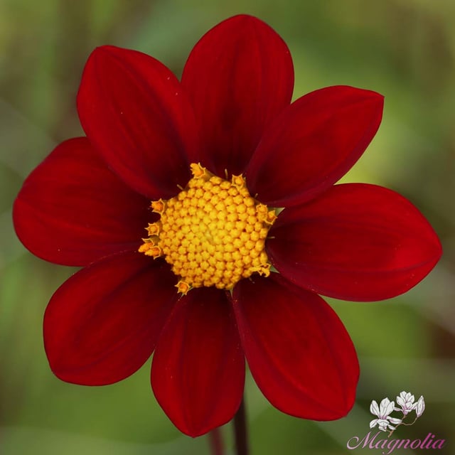 Red Emperor