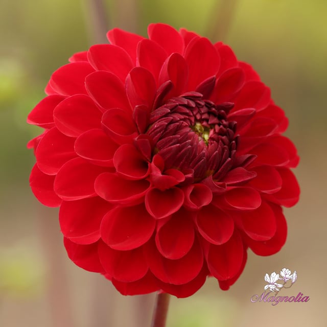 Red Jill