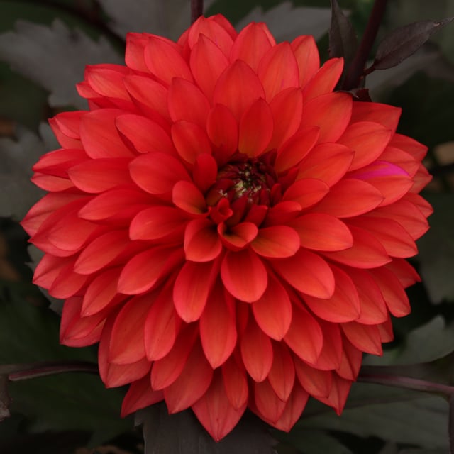 Red Pannier Dahlia Knöl