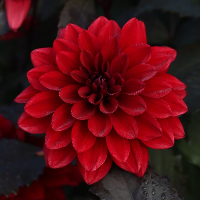Red Pannier Dahlia Tuber