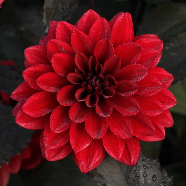 Red Pannier Dahlia Tuber