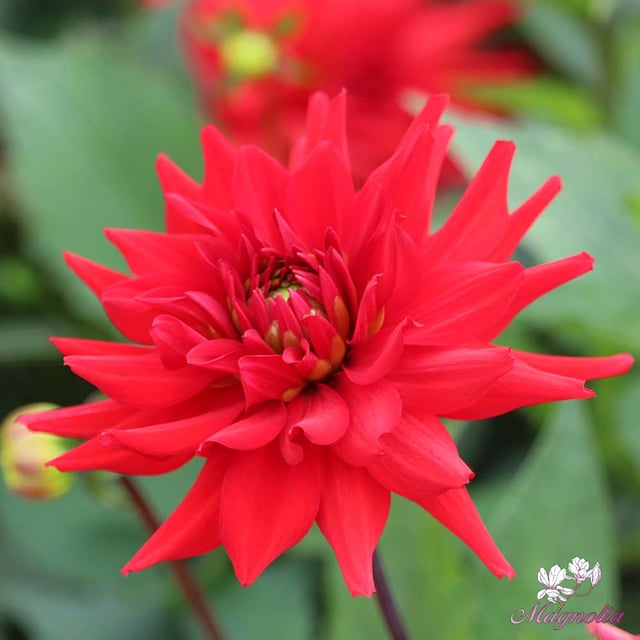 Red Pygmy