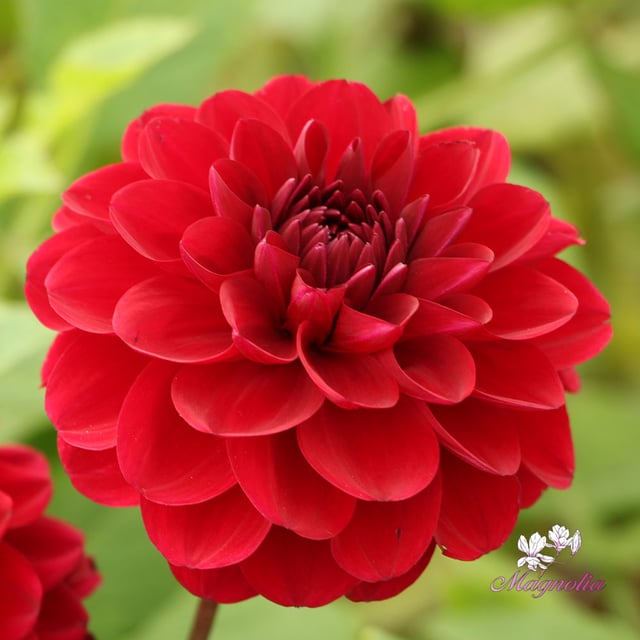 Red Queen