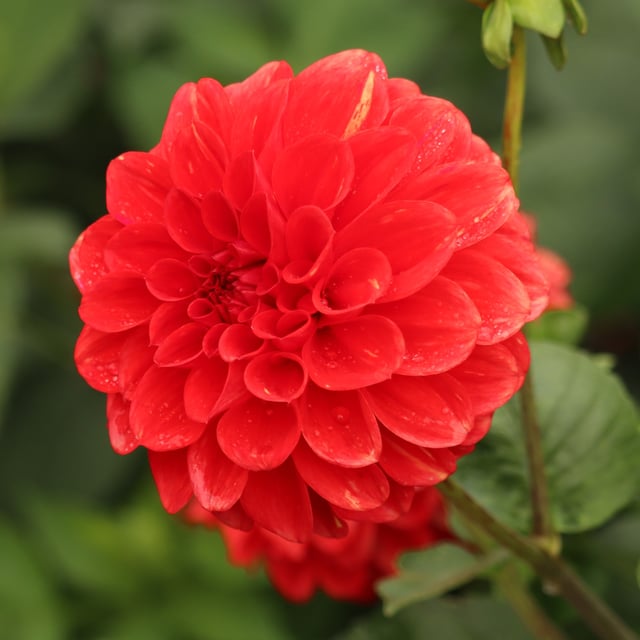 Red Symphony Dahlia Knöl