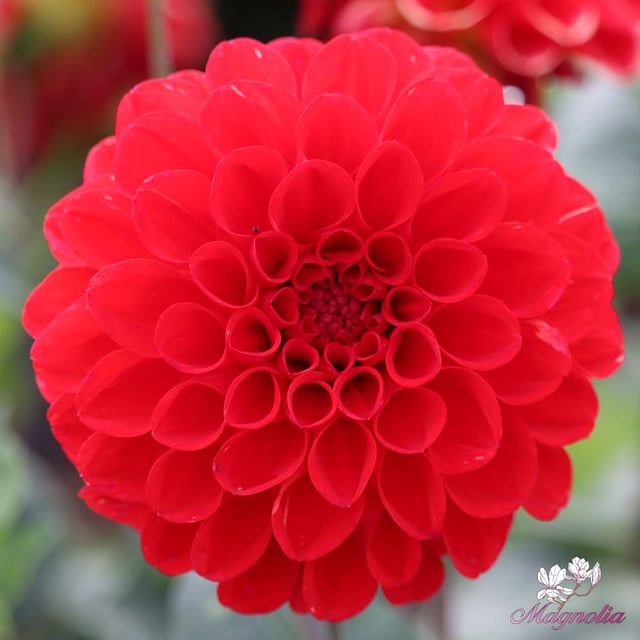 Red Symphony