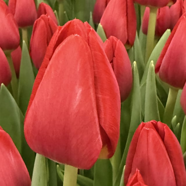 Red van Eijk Tulpan Lökar