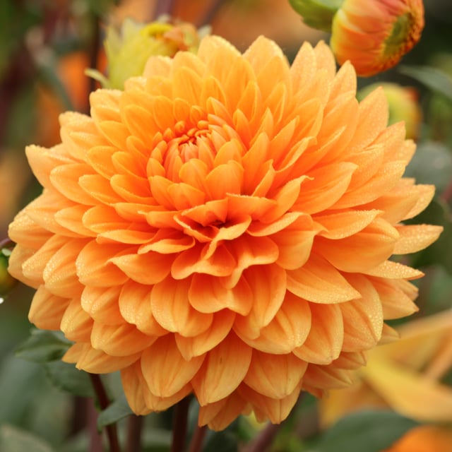 Renato Tosio Dahlia Tuber