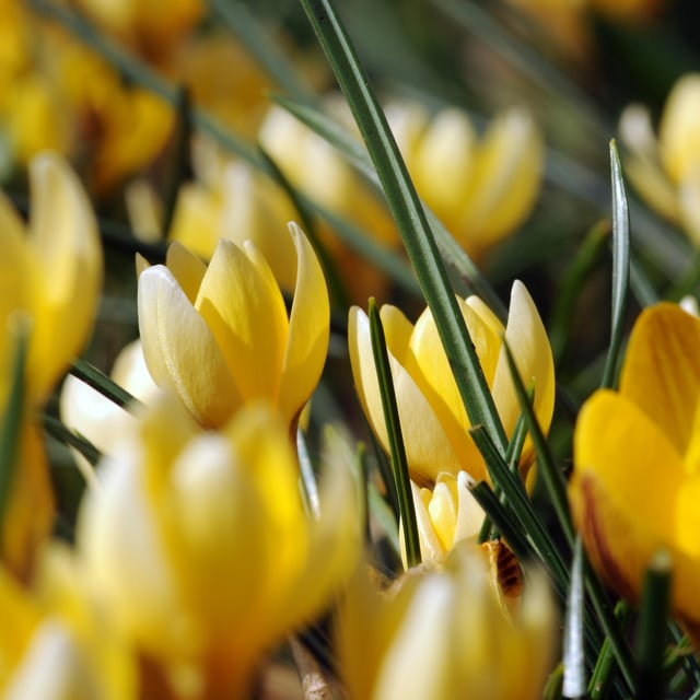 Romance Bulbs