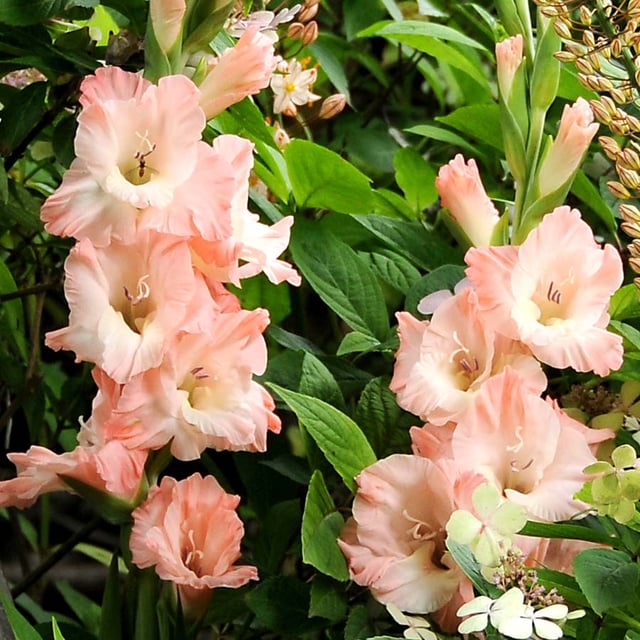 Rose Supreme