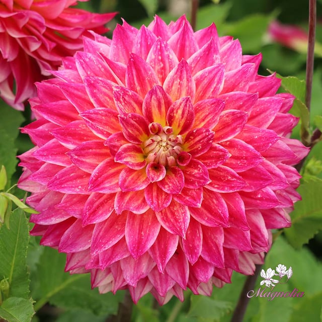 Rosy Delight