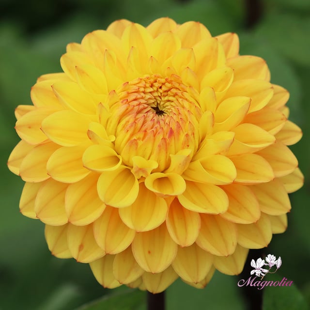 Royal Yellow