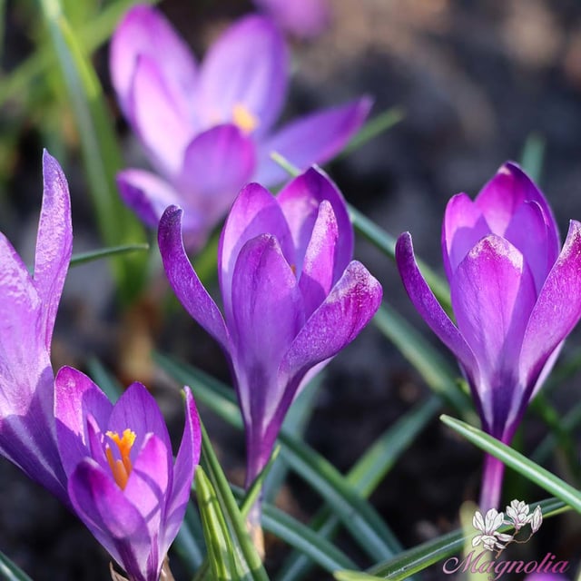 Ruby Giant Bulbs