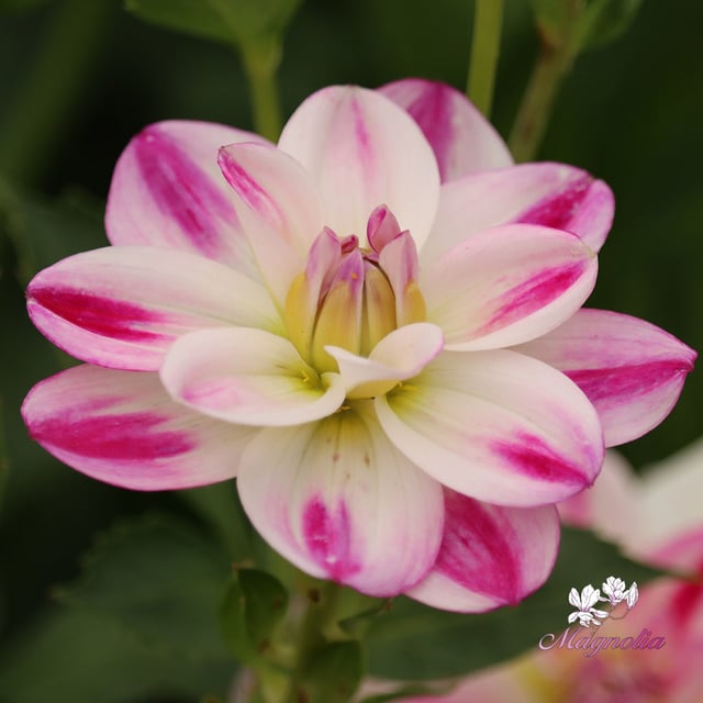 Saint Martin Dahlia Tuber