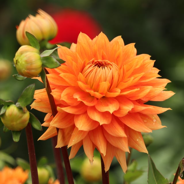 Salmonette Dahlia Knöl