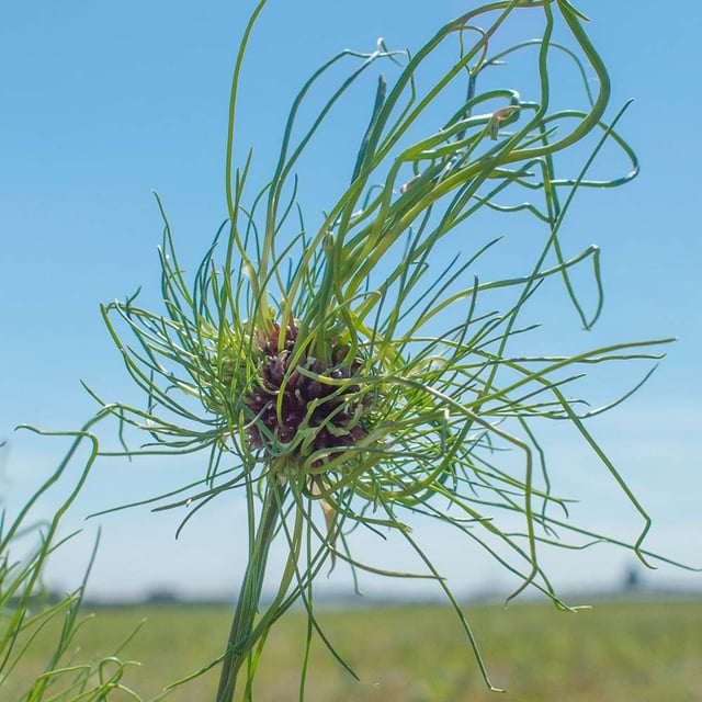 Sandlök 'Hair' Bulbs