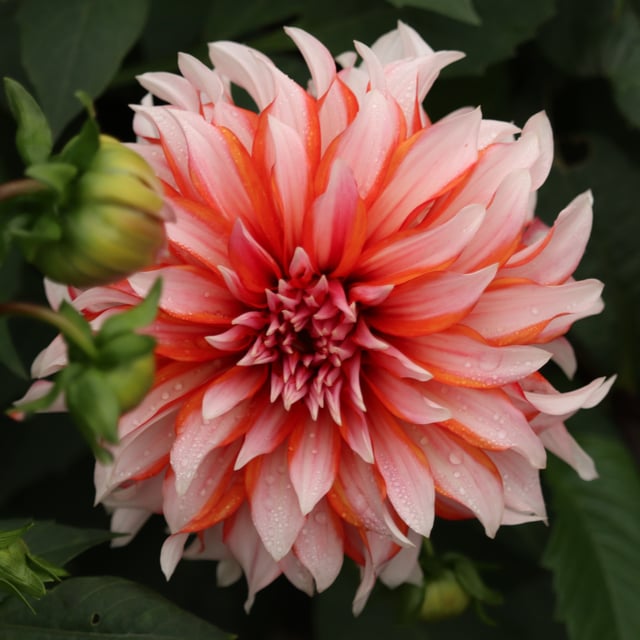 Santa Claus Dahlia Tuber