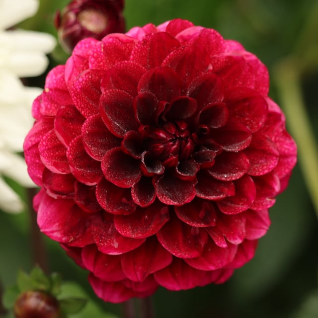 Senior's Darkness Dahlia Tuber