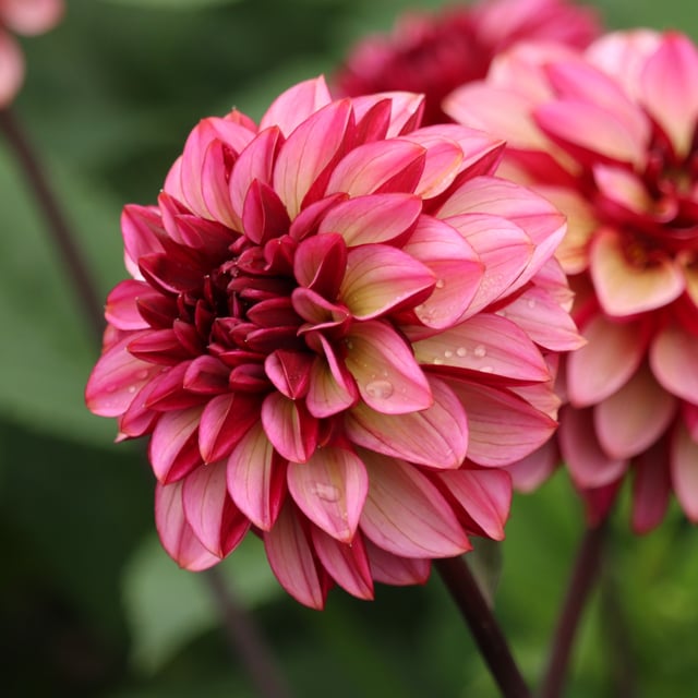 Senior's Hope Dahlia Knöl