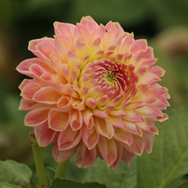 She's a Peach Blomstrar Dahlia Cutting