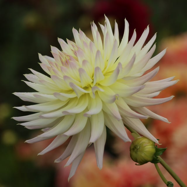 Shooting Star Dahlia Tuber