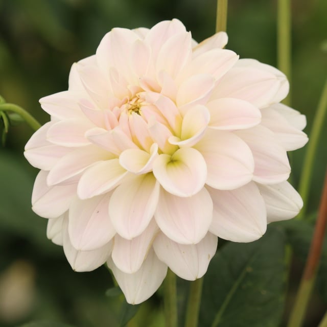 Silver Antique Dahlia Knöl