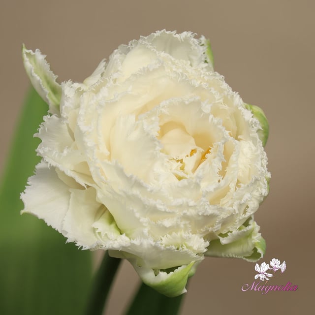 Snow Crystal