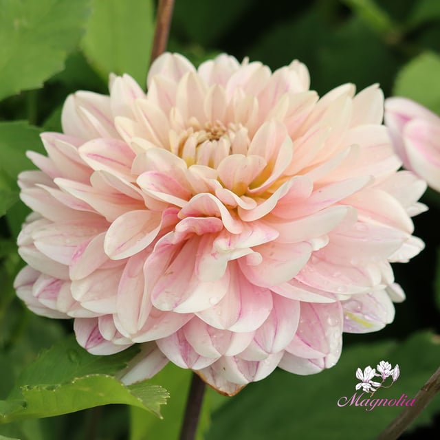 Soft Pink Idylle