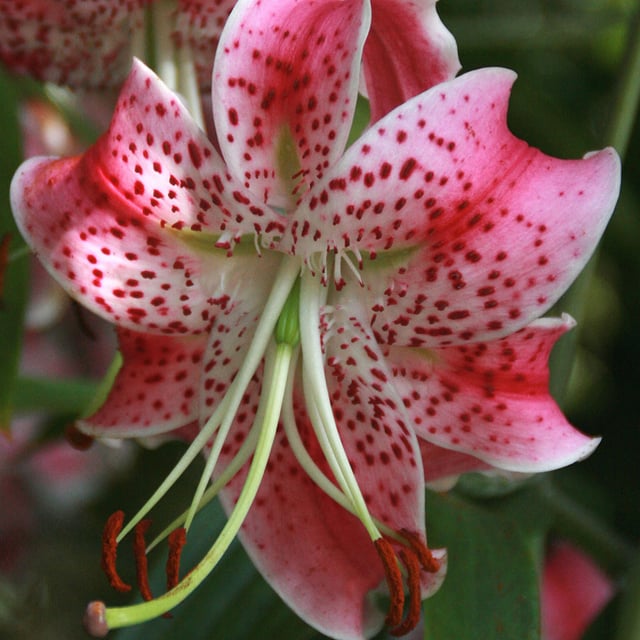 Speciosum Var Rubrum Uchida