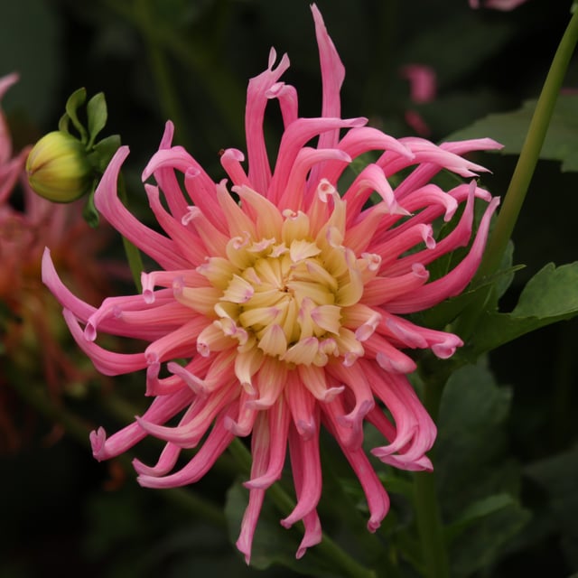 Star's Favourite Dahlia Knöl