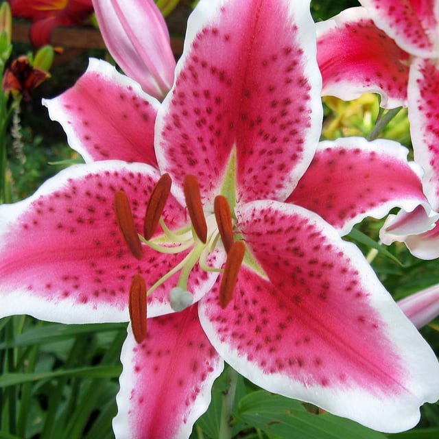 Stargazer