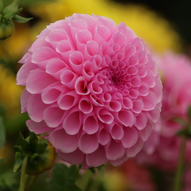Stolze von Berlin Dahlia Tuber