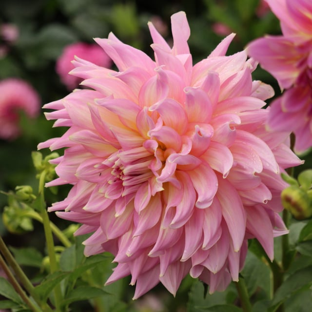 Strawberry Ice Dahlia Knöl