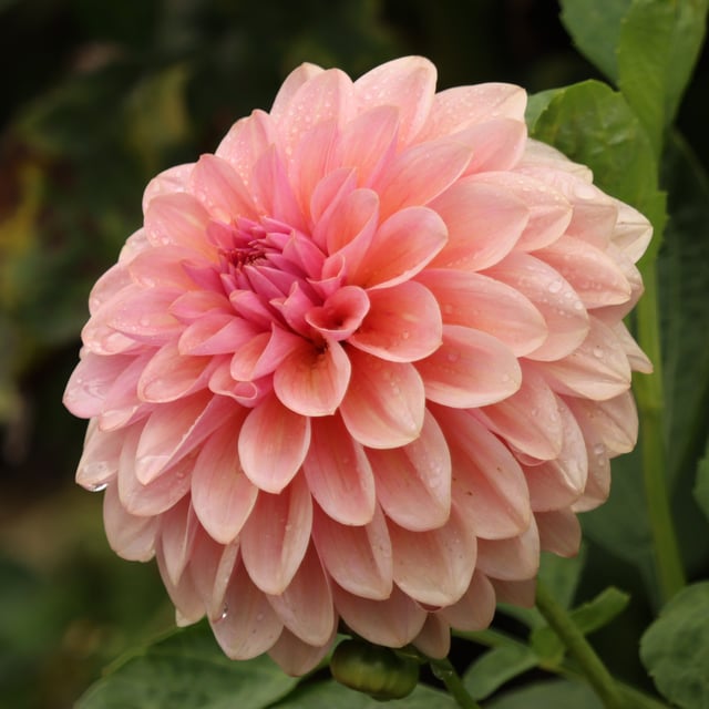 Sturm Sweet Maria Dahlia Tuber
