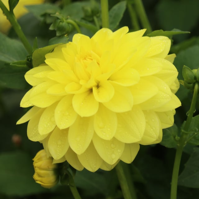 Sunlady Dahlia Knöl