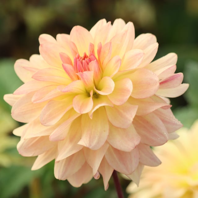 Sunset Idylle Dahlia Tuber