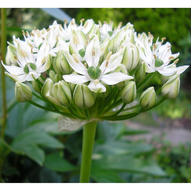 Svartlök 'Nigrum Multibulbosum' Bulbs